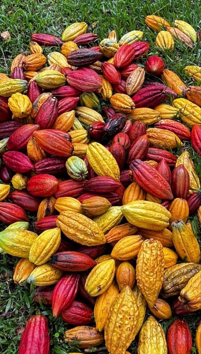 Experiencia cacao y chocolate: Cata y creación (adultos)